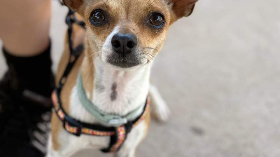 Gobierno de Sonora brinda servicios de esterilización en beneficio de animales de compañía en CECYTE Hermosillo IV